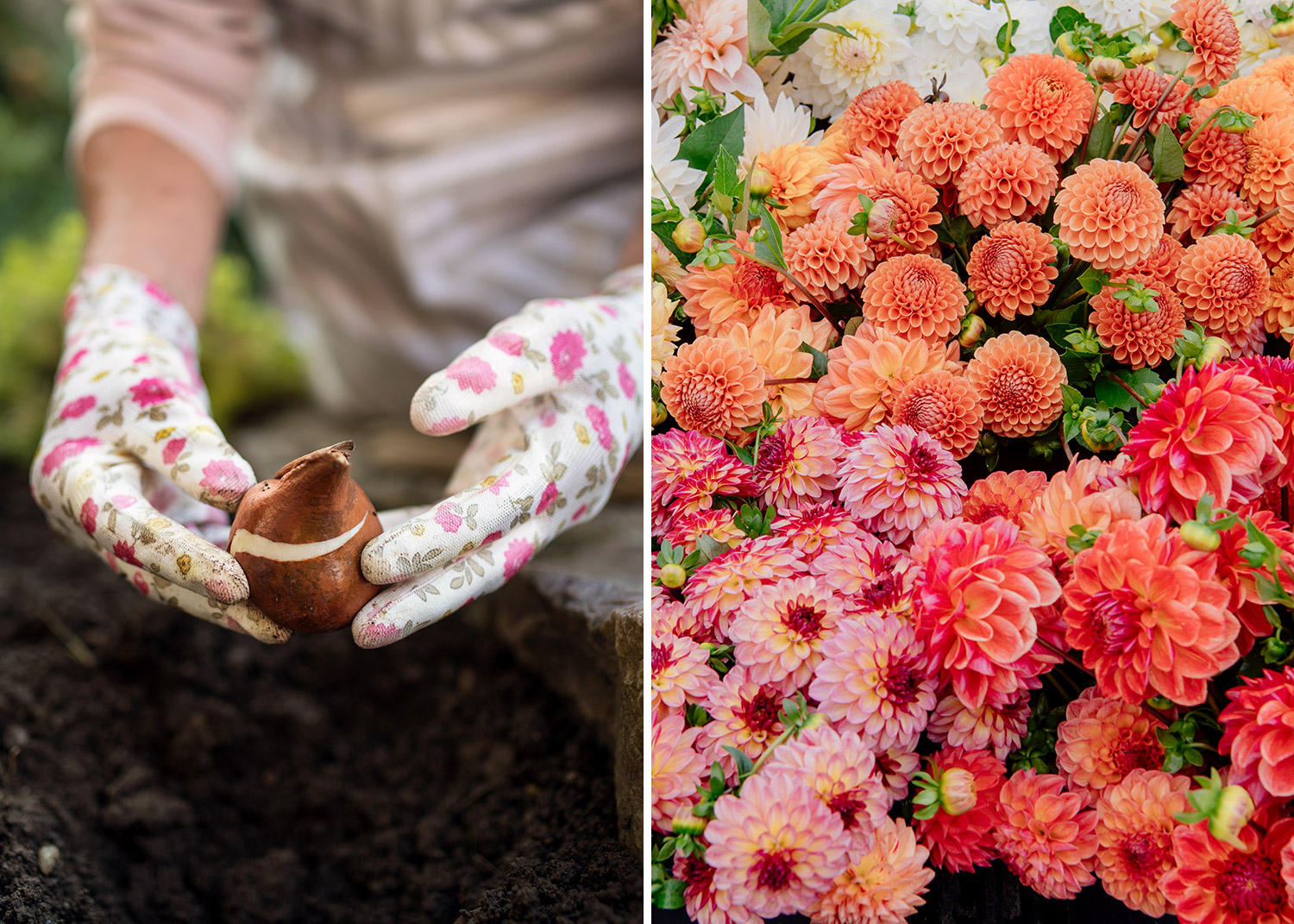 10 bulbes à planter ce printemps pour des fleurs tout l'été