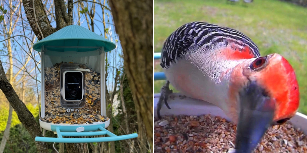 Comment Fabriquer Une Mangeoire à Oiseaux : 2 Idées Faciles Et Amusantes