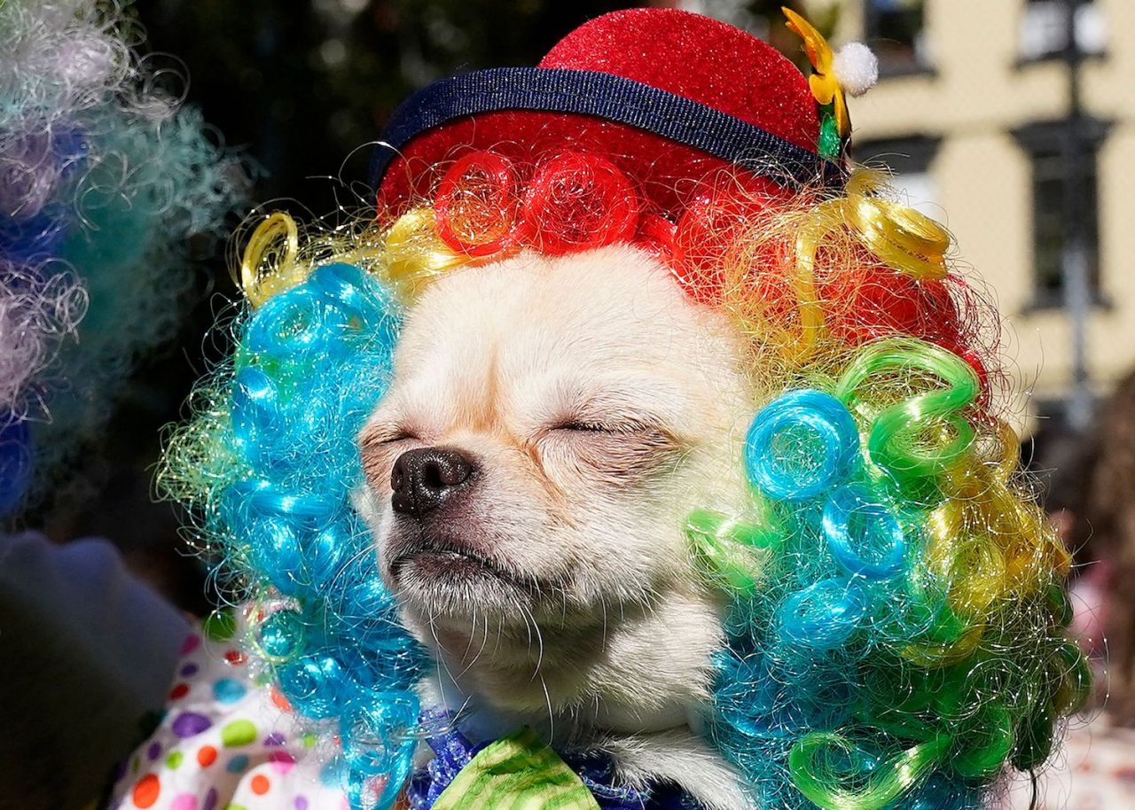 Dogs and their owners compete in the 32nd Tompkins Square Halloween Dog Parade on October 22, 2022, at Tompkins Square in New York City. (Photo by TIMOTHY A. CLARY / AFP) (Photo by TIMOTHY A. CLARY/AFP via Getty Images)