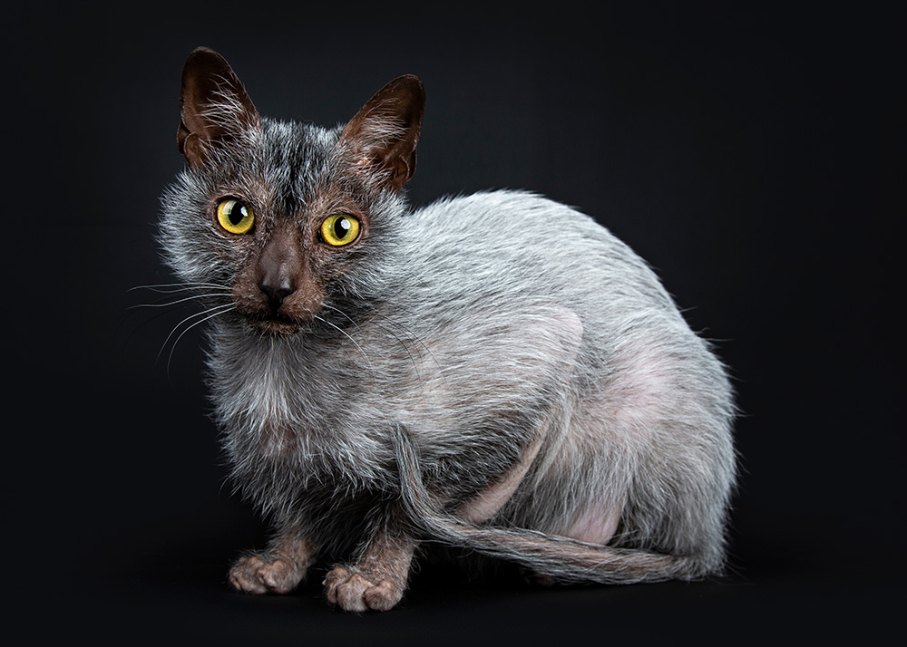 Cool Lykoi werewolf cat laying down side ways looking beside camera lens, isolated on black background