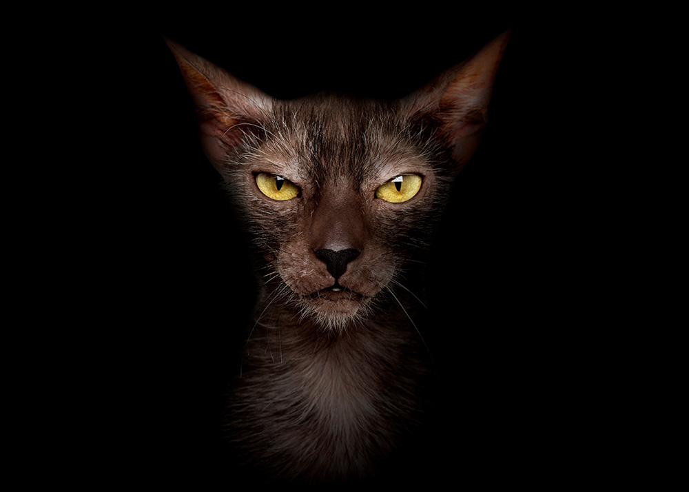 Portrait of a Lykoi cat on black background