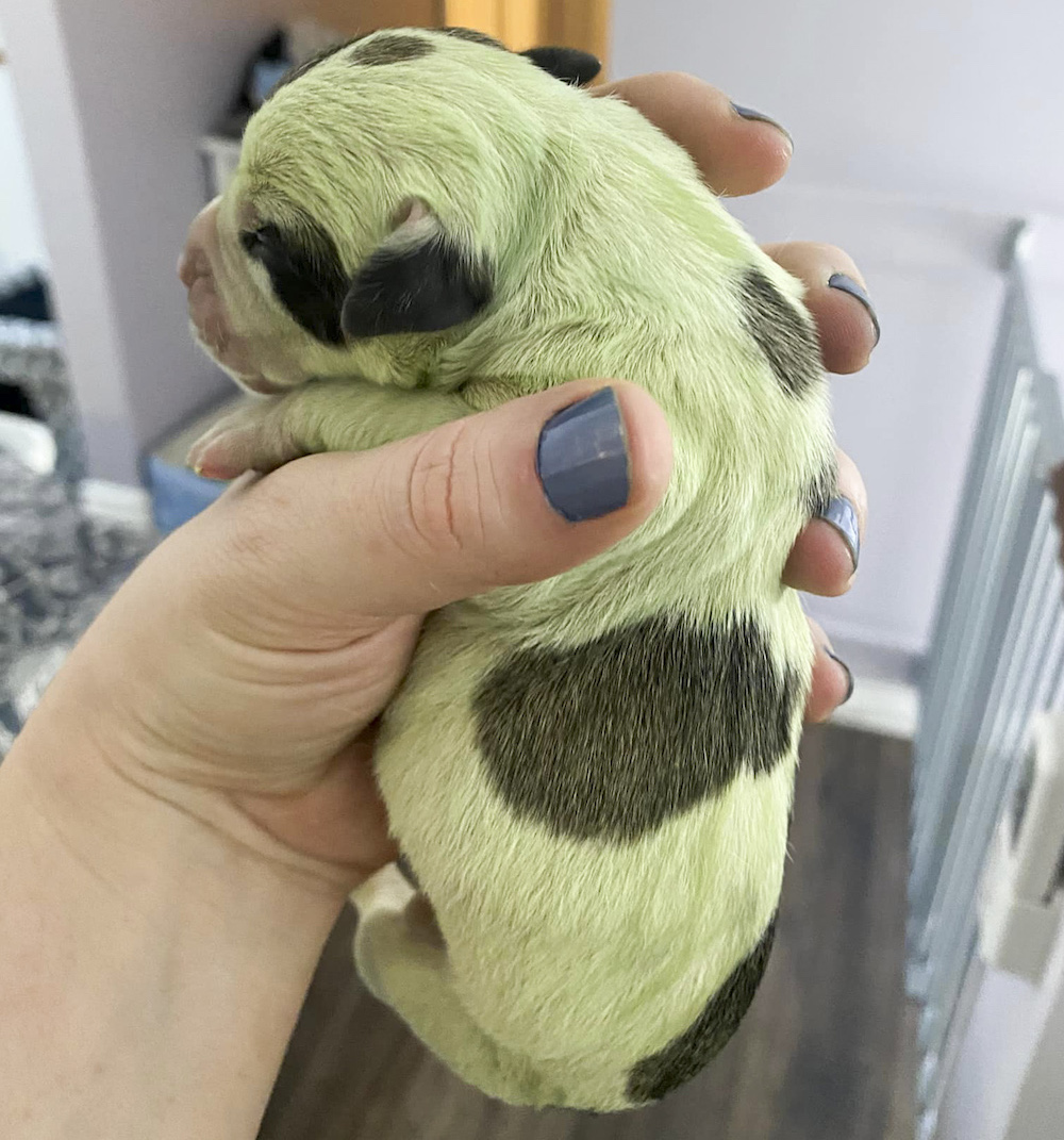 Un chien donne naissance à un chiot vert