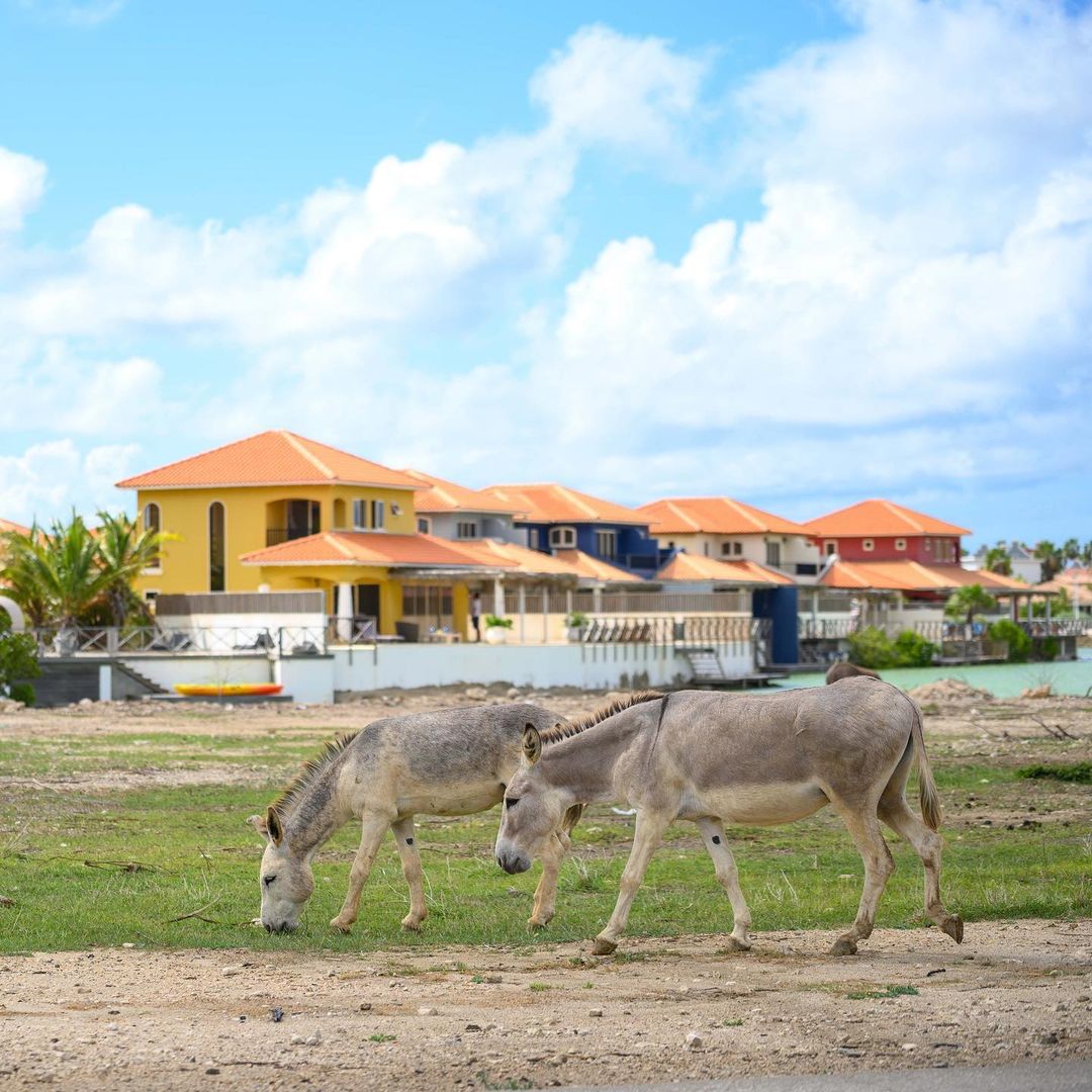 Ânes de l'île de Bonaire