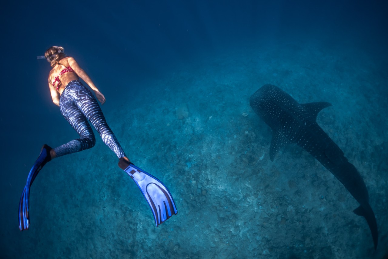 Plongée sous-marine aux Maldives