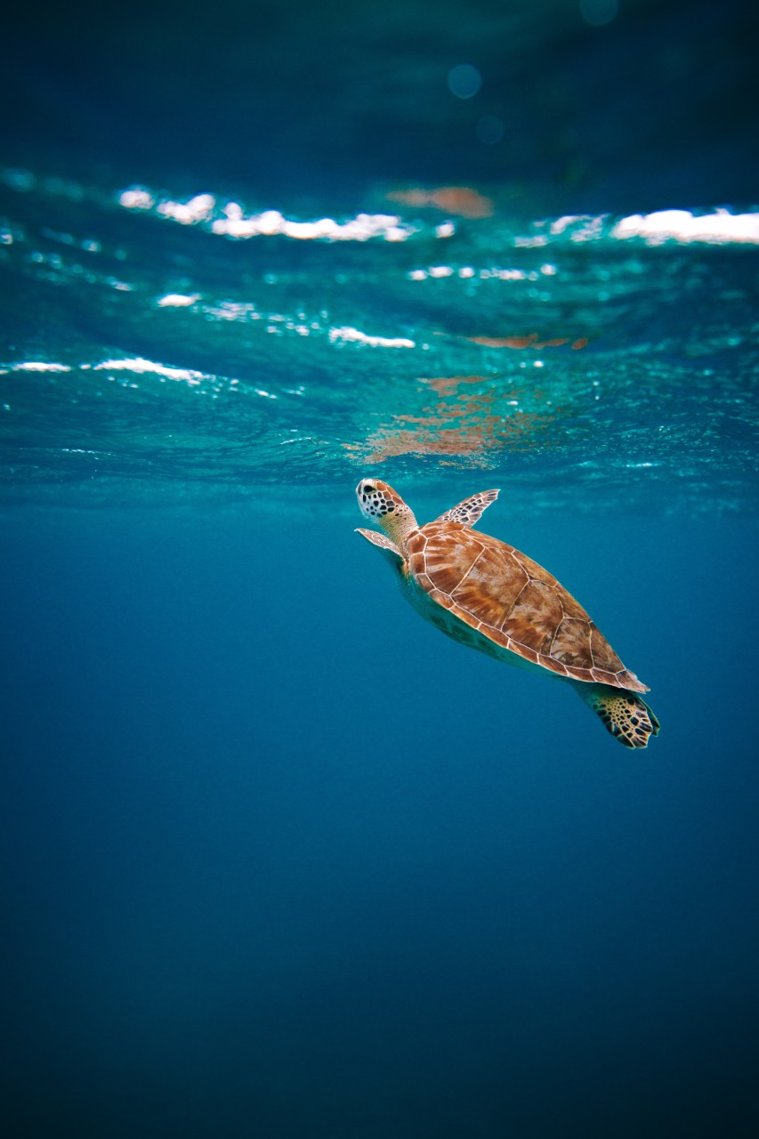 Une tortue nage en Polynésie française.