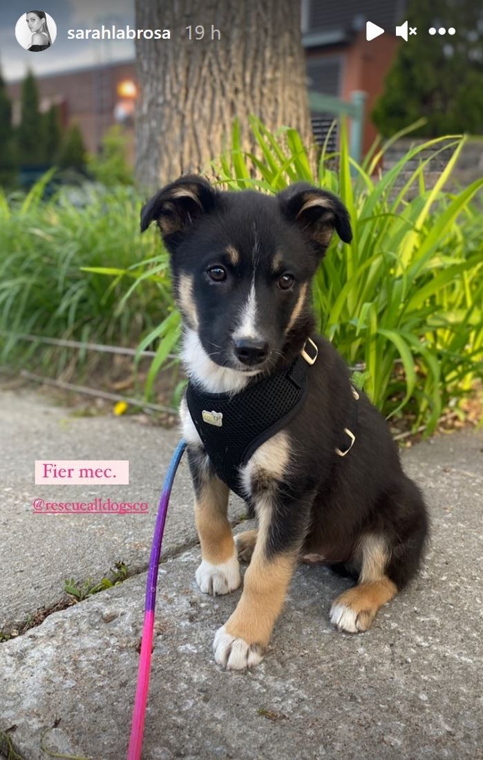 SarahJeanne Labrosse et MarcAndré Grondin agrandissent la famille! SarahJeanne Labrosse et MarcAndré Grondin agrandissent la famille!