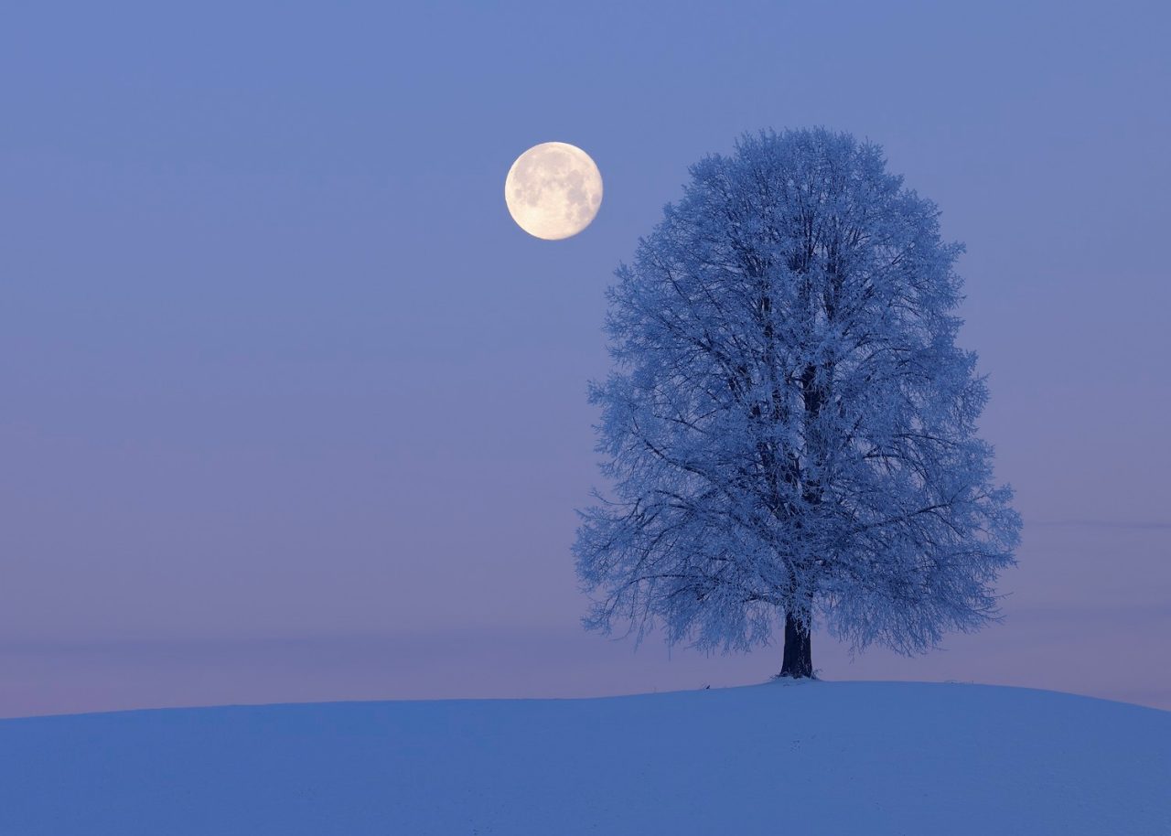 Solitude Lime Tree (Tilia spec.) on hill with moon at dawn, snowy winter landscape. Canton Zug, Switzerland, Europe.