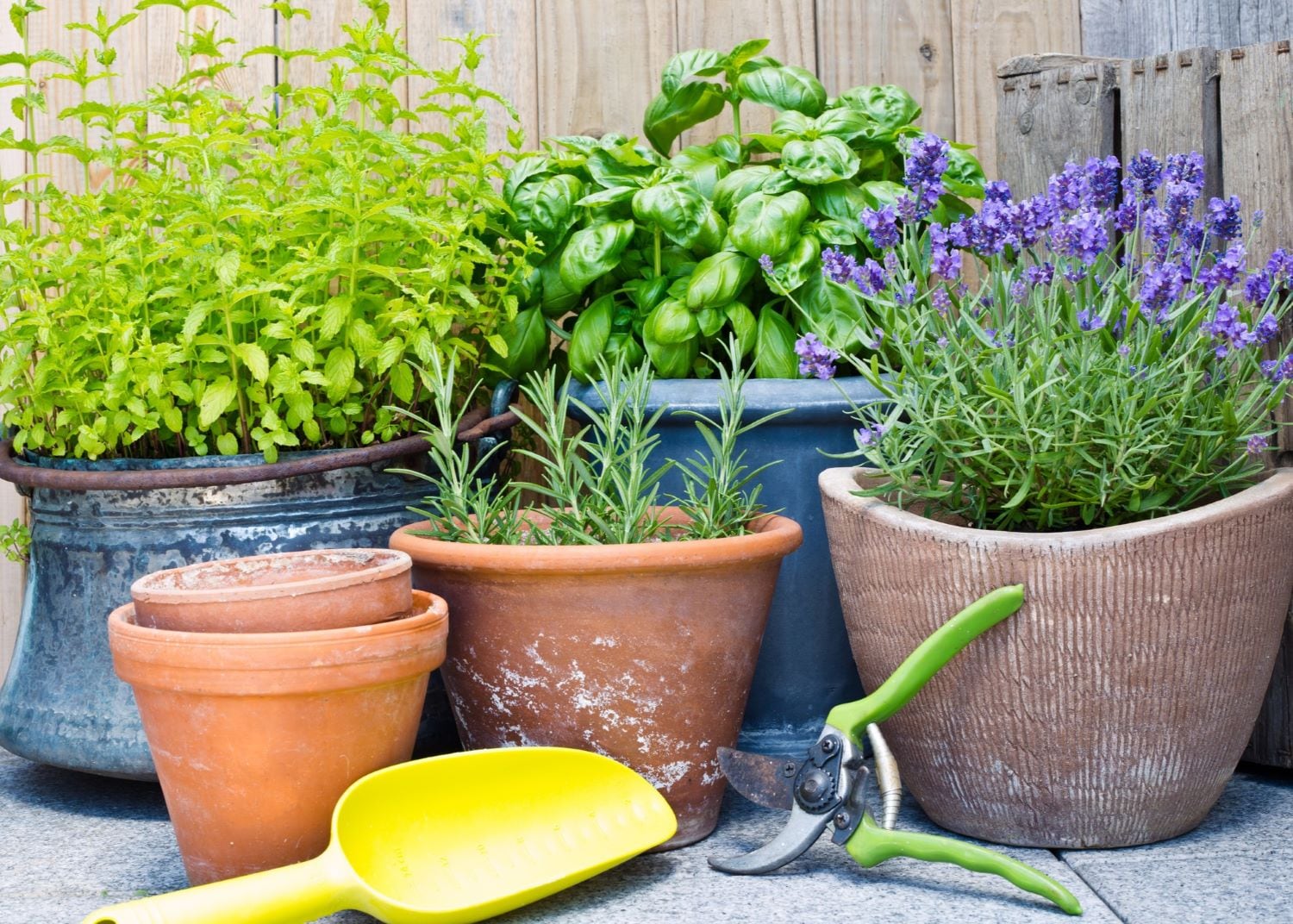 14 plantes qui éloignent les moustiques, à planter illico dans votre cour