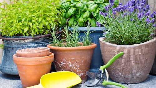 14 plantes qui éloignent les moustiques, à planter illico dans votre cour