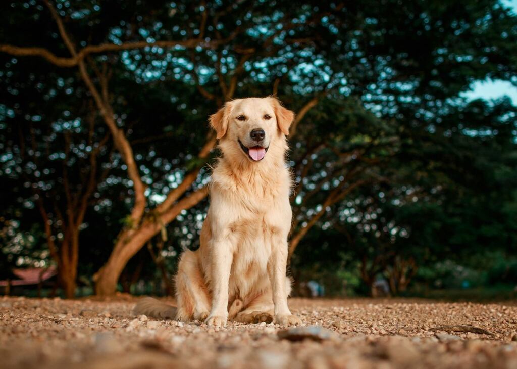 Les 12 races de chiens les plus calmes