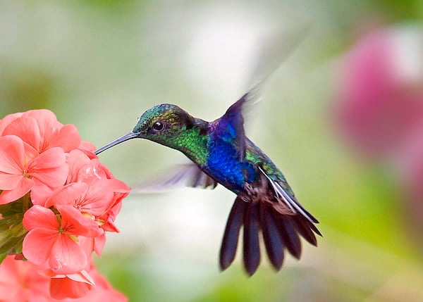 Comment faire du nectar à colibri