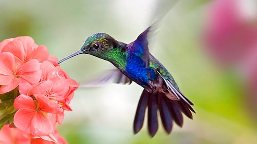 Comment faire du nectar à colibri