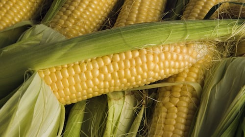 Voici comment choisir du maïs sucré et croquant