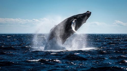 Gaspar, la baleine vedette des Escoumins est de retour