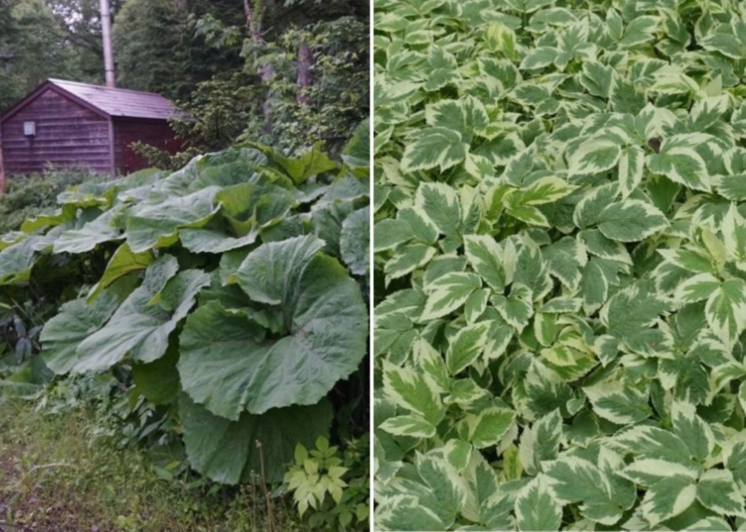 9 plantes envahissantes à ne jamais planter dans votre cour