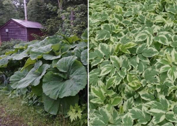 9 plantes envahissantes à ne jamais planter dans votre cour