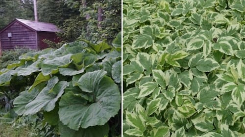9 plantes envahissantes à ne jamais planter dans votre cour
