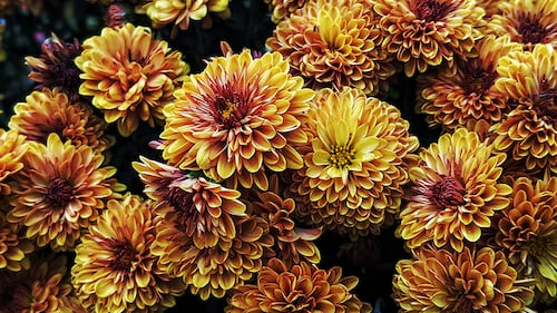 C’est la saison des chrysanthèmes: voici tout ce qu’il faut savoir