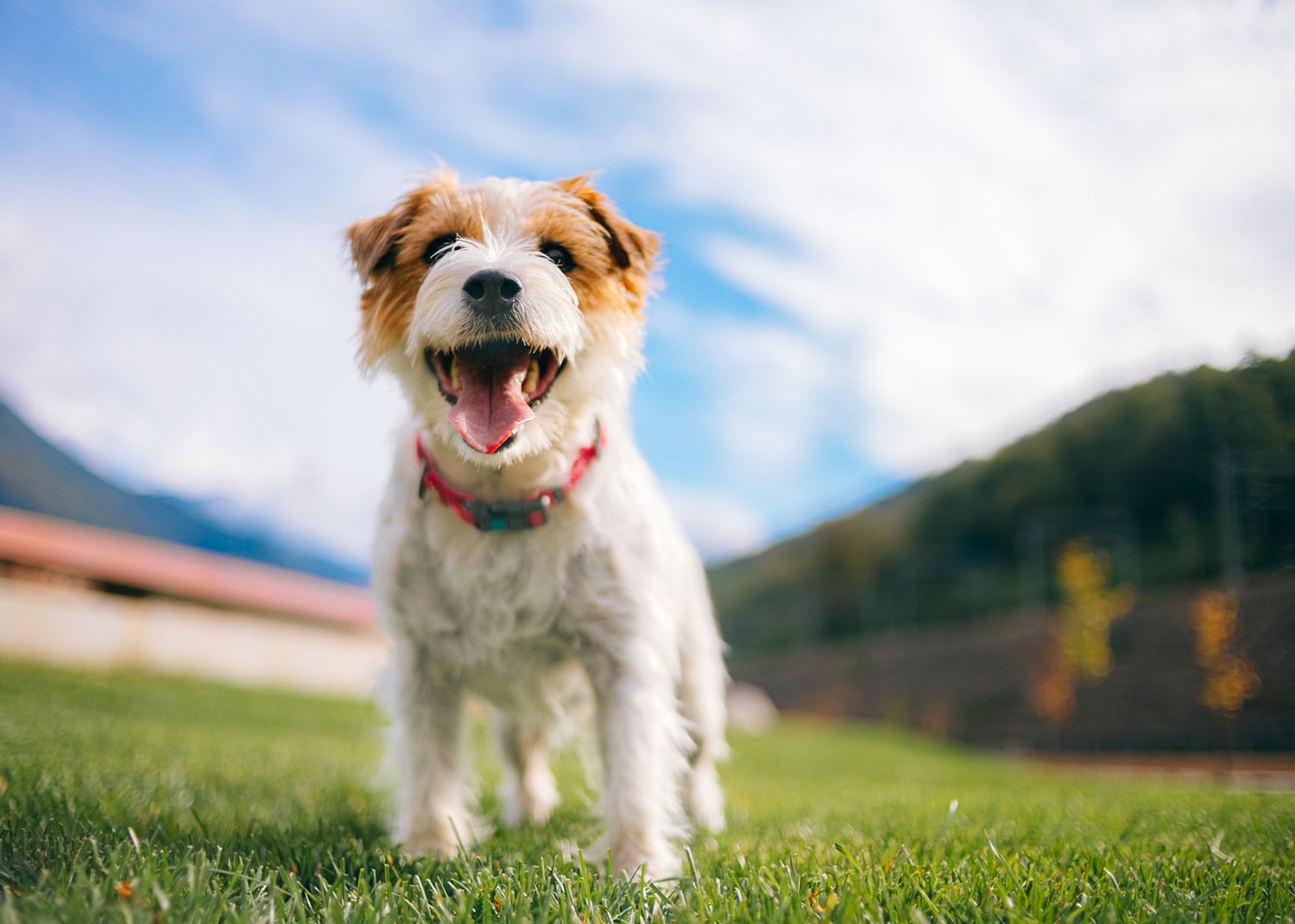 Éclosion de parvovirus à Sherbrooke: faites preuve de prudence avec vos animaux