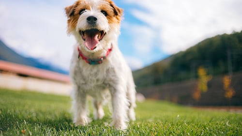 Éclosion de parvovirus à Sherbrooke: faites preuve de prudence avec vos animaux