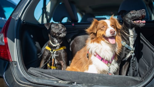 Les meilleures cages et sacs pour transporter votre chien