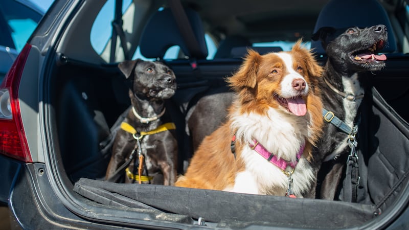 Les meilleures cages et sacs pour transporter votre chien
