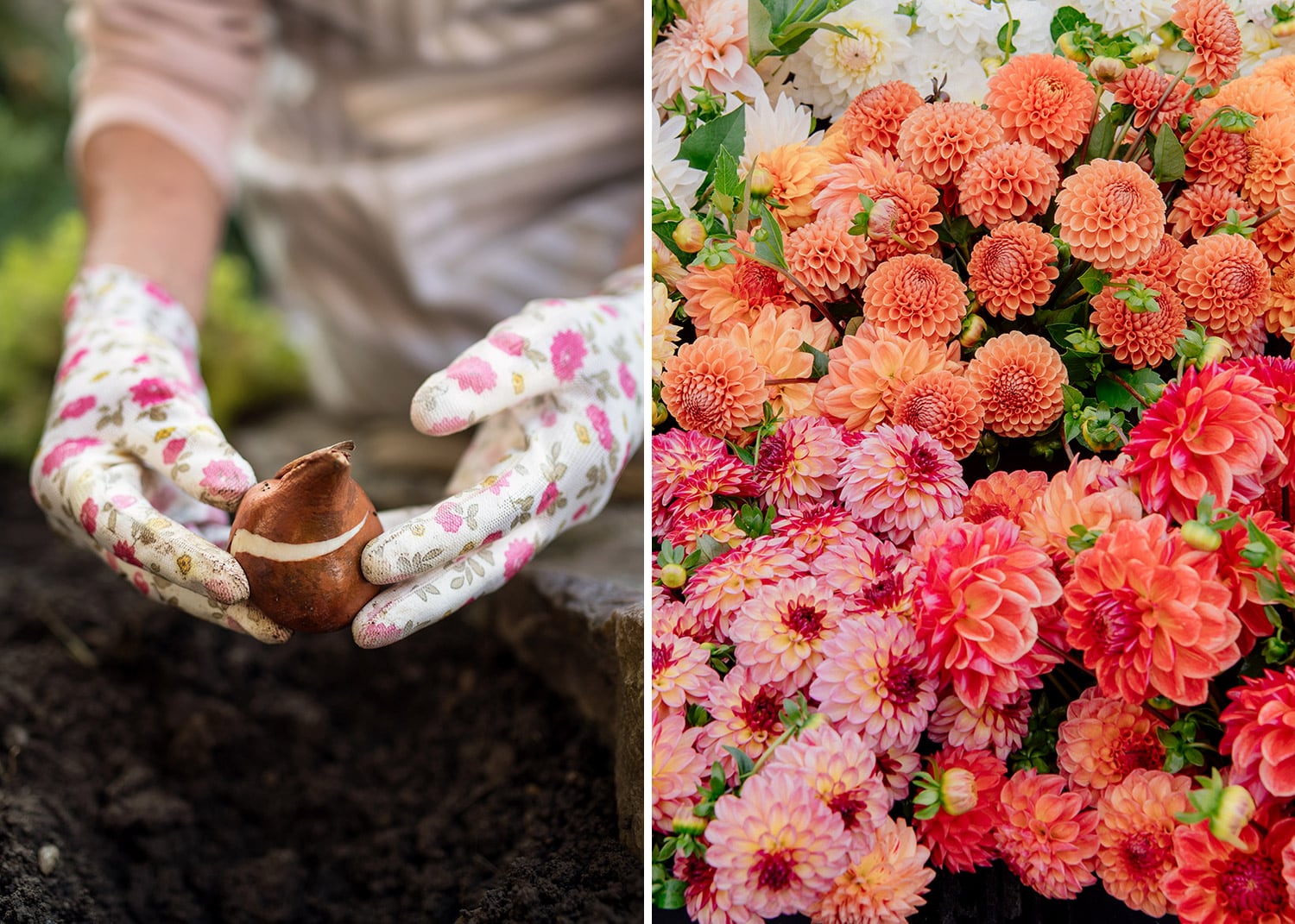 10 bulbes à planter ce printemps pour des fleurs tout l'été