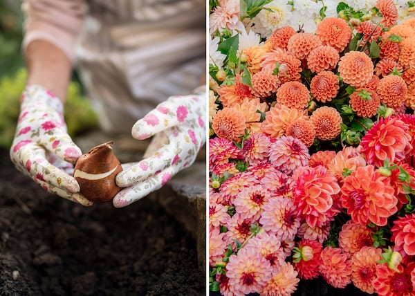 10 bulbes à planter ce printemps pour des fleurs tout l'été