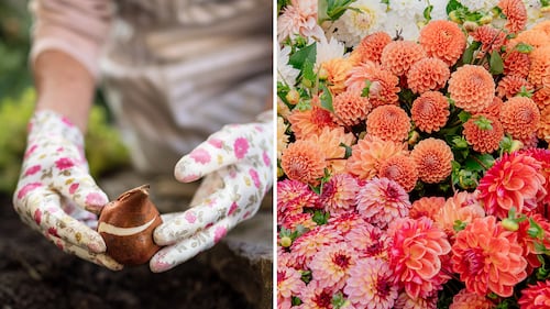 10 bulbes à planter ce printemps pour des fleurs tout l'été