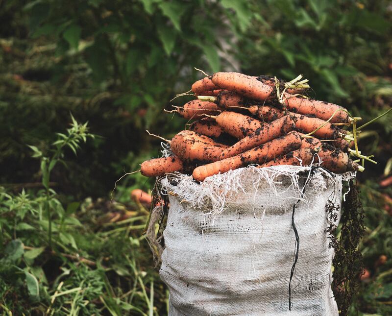 Les carottes : comment les planter, les entretenir et les rcolter