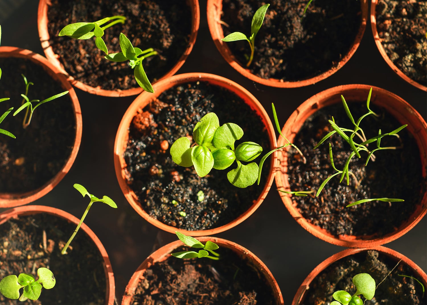 Voici pourquoi vous devriez acclimater vos semis et quand les planter