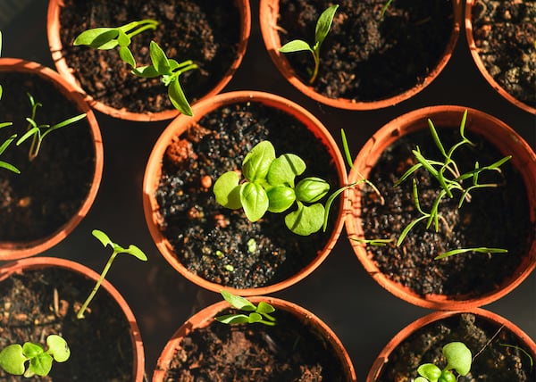 Voici pourquoi vous devriez acclimater vos semis et quand les planter