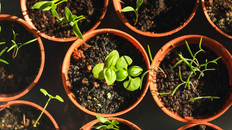 Voici pourquoi vous devriez acclimater vos semis et quand les planter