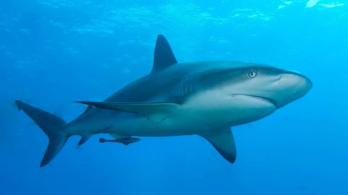 Voici comment suivre le trajet de Bella, le requin blanc repéré près des Îles-de-la-Madeleine