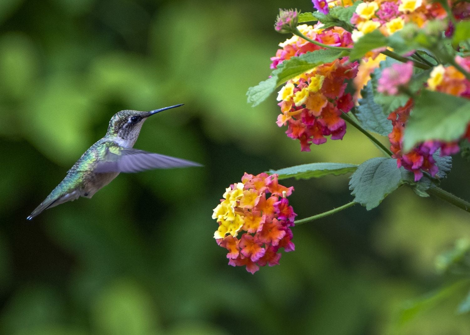 Comment attirer les colibris