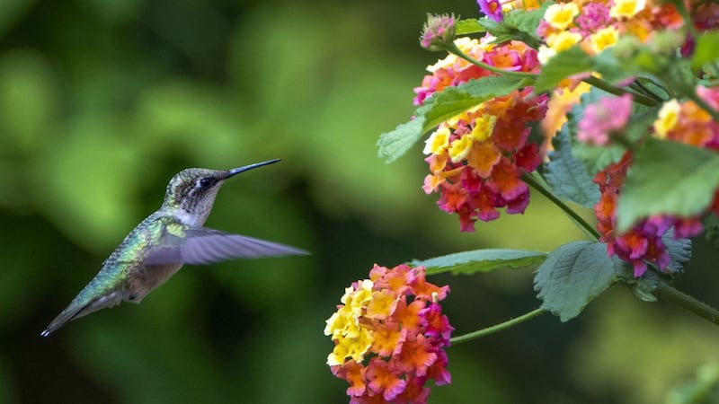 Comment attirer les colibris