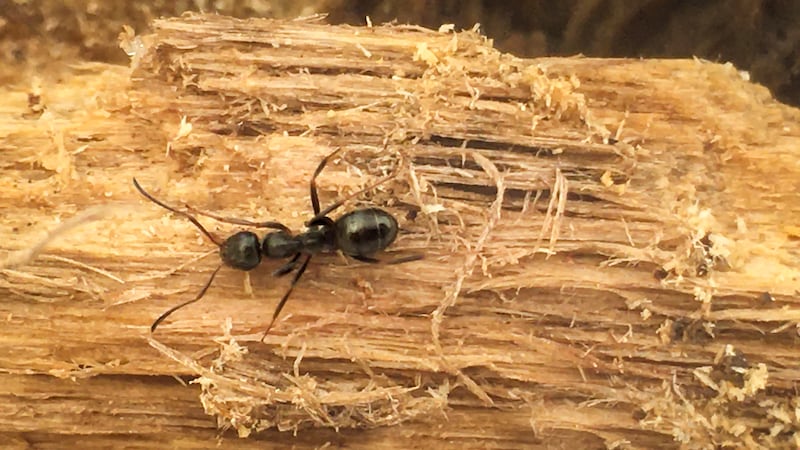 Fourmis dans la maison : bons gestes et solutions pour reprendre le contrôle