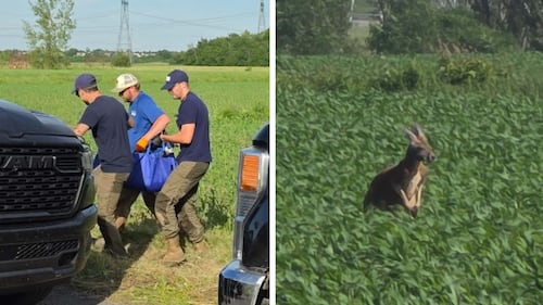 Kangourou capturé, la SPCA interpelle maintenant le public