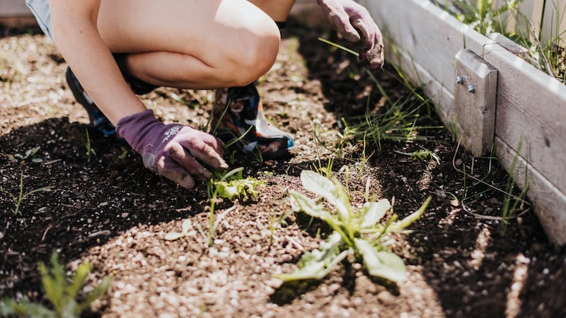 Dites adieu aux mauvaises herbes sans vous compliquer la vie