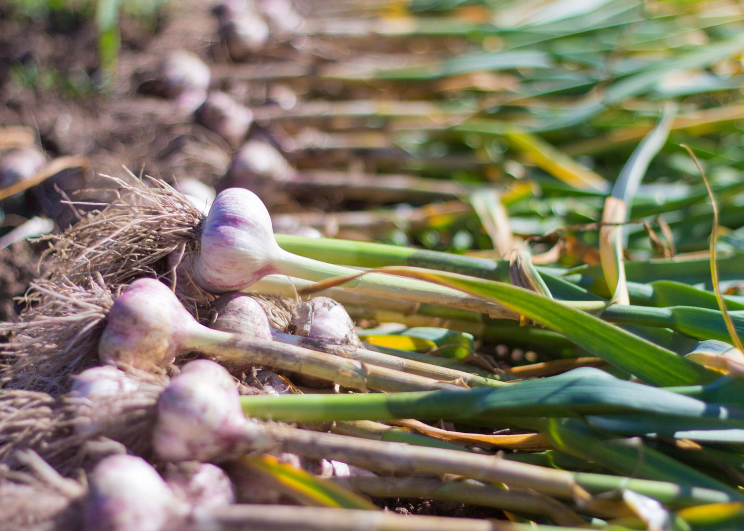 L'ail: quand et comment le planter, l'entretenir et le rcolter