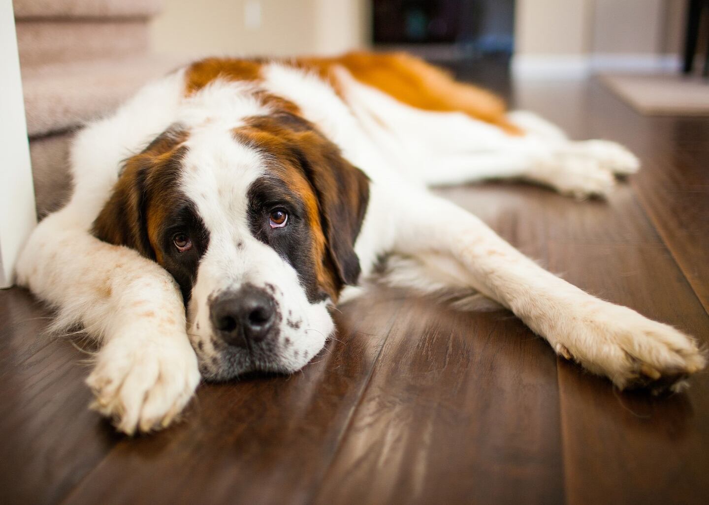 Les 12 races de chiens les plus calmes