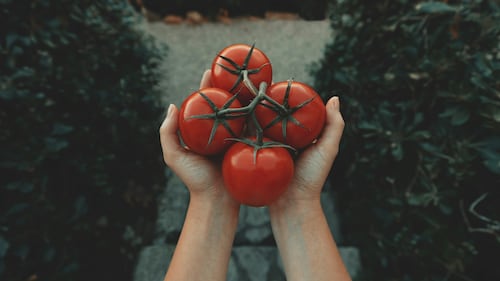 Peut-on congeler les tomates?