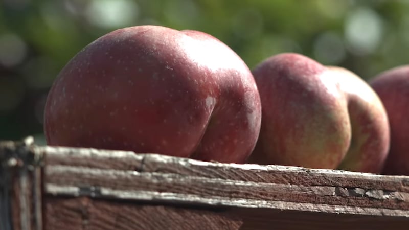 Voici pourquoi certaines pommes ont une forme de postérieur