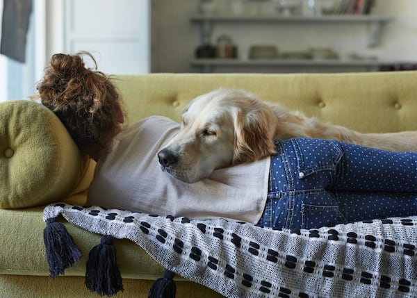 Les 12 races de chiens les plus calmes