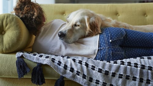 Les 12 races de chiens les plus calmes