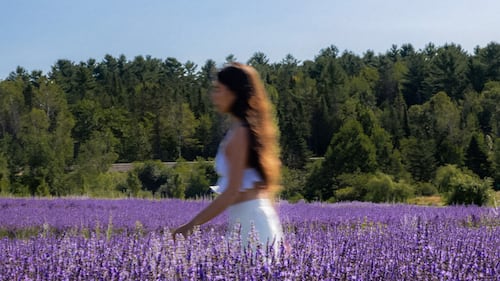 Voici QUAND Bleu Lavande ouvre ses champs au public