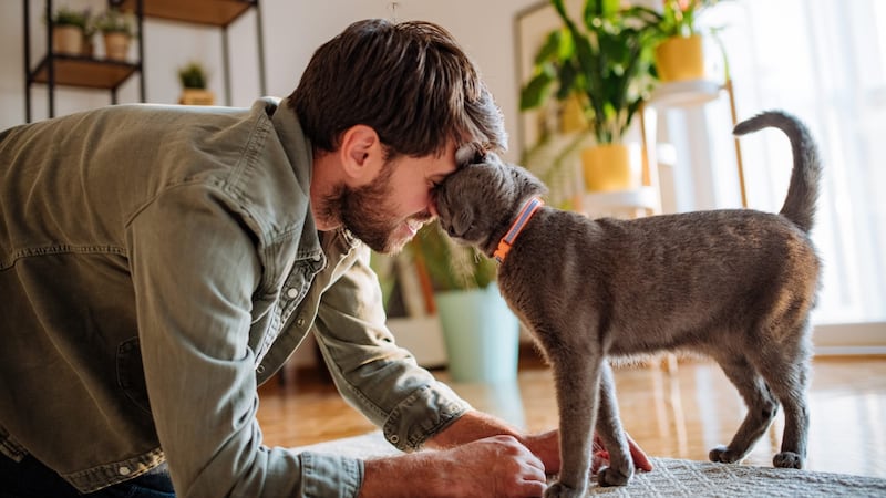 Les chats ronronnent-ils seulement lorsqu’ils sont heureux?