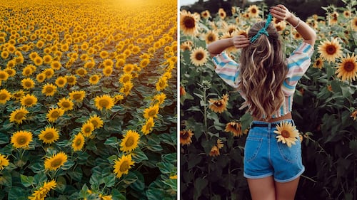Ces endroits au Québec où trouver les plus beaux champs de tournesols