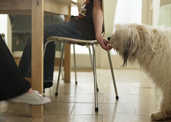 7 comportements qui nuisent à la santé de votre animal de compagnie