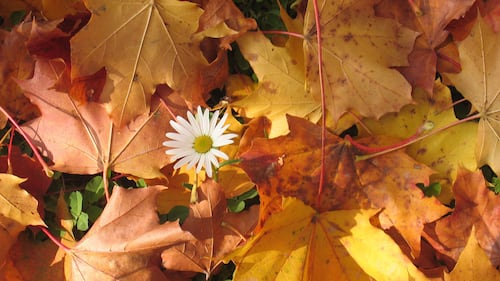 Jardinage d’automne: les erreurs à éviter lors du grand nettoyage de vos plates-bandes